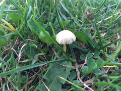 Fungi