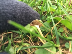Fungi
