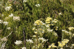 Leucadendron floridum
