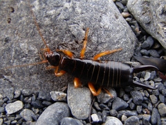 Anisolabis littorea