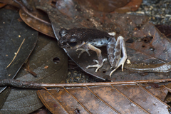 Leptobrachella gracilis