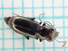 Notiophilus palustris