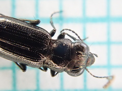 Notiophilus palustris