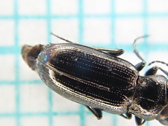 Notiophilus palustris