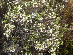 Erica suffulta