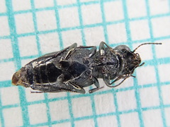 Notiophilus palustris