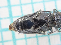 Notiophilus palustris