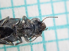 Notiophilus palustris