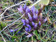 Gentianella anisodonta