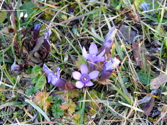 Gentianella anisodonta