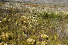 Leucadendron floridum