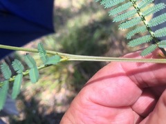 Acacia loroloba