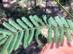 Acacia loroloba