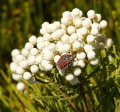 Trichostetha capensis capensis
