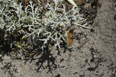 Aloeides thyra thyra