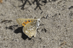 Aloeides thyra thyra