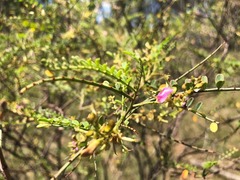 Indigofera brevidens