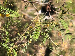 Indigofera brevidens