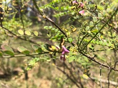 Indigofera brevidens