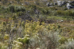 Leucadendron floridum