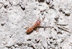 Amblyopone ferruginea