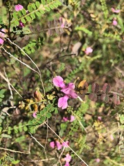 Indigofera brevidens