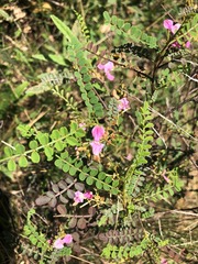 Indigofera brevidens