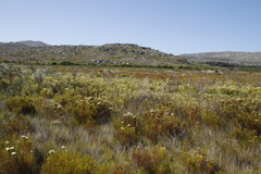 Leucadendron floridum