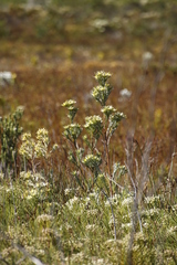 Leucadendron floridum