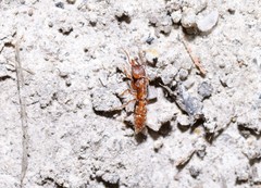 Amblyopone ferruginea