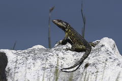 Pseudocordylus microlepidotus