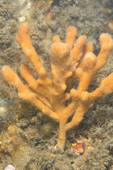 Haliclona oculata