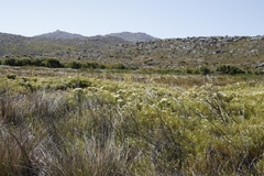 Leucadendron floridum