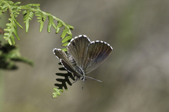 Lepidochrysops robertsoni