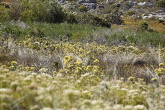 Leucadendron floridum