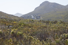 Leucadendron floridum