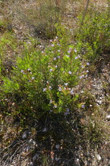Lobostemon marlothii