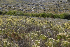 Leucadendron floridum