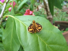 Taractrocera luzonensis