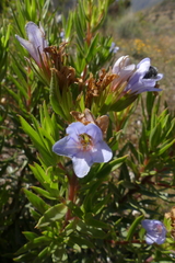 Lobostemon marlothii
