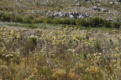 Leucadendron floridum