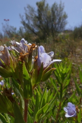 Lobostemon marlothii