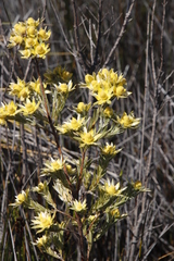 Leucadendron floridum