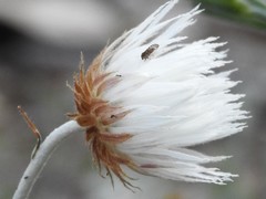 Chrysocephalum baxteri