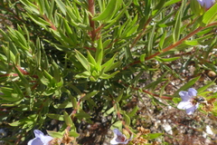 Lobostemon marlothii