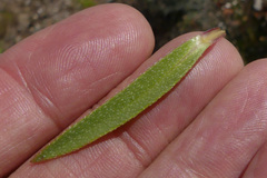 Lobostemon marlothii