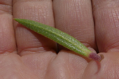 Lobostemon marlothii