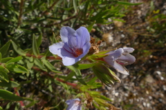 Lobostemon marlothii
