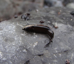 Acanthoclinus fuscus