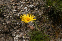 Ursinia discolor